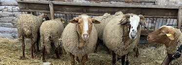 Pastoralisme d'aujourd'hui du mouton  la laine