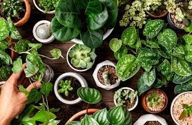 Troc de plantes et atelier jardinage legumes grimpants