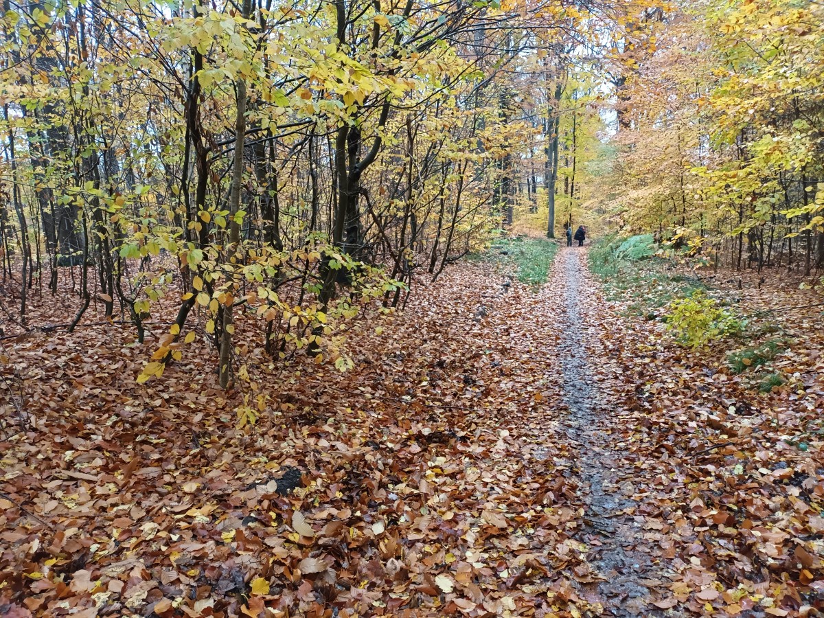 Rando 15 km Chevreuse (91)