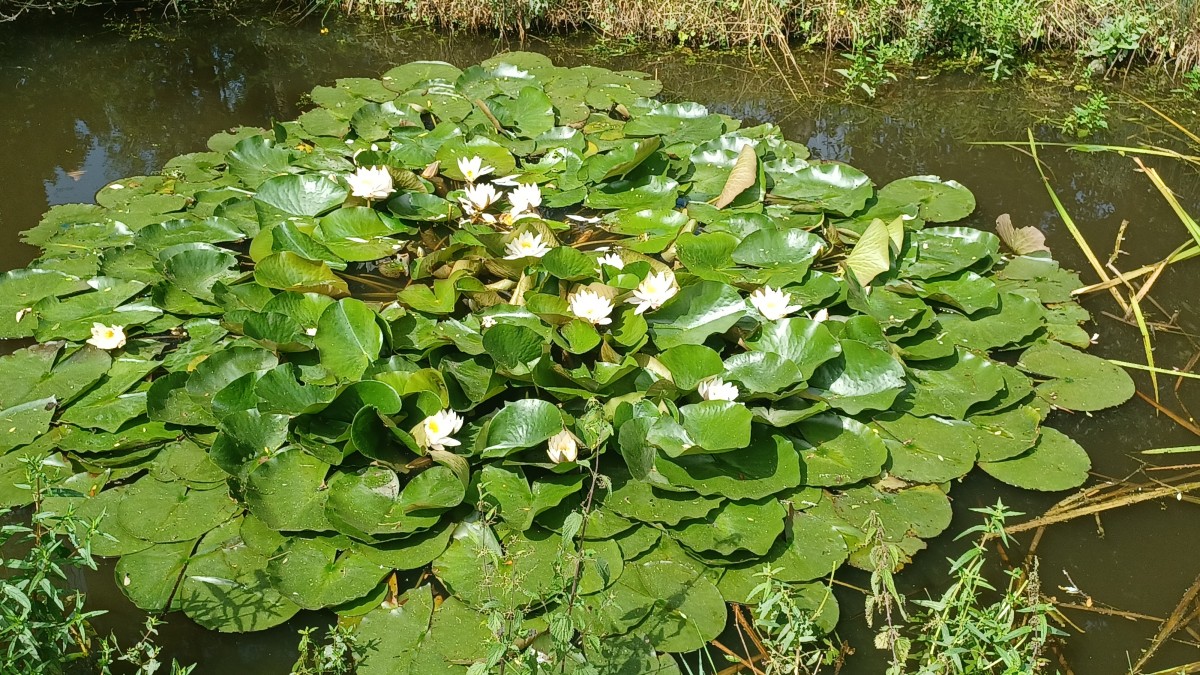 Prendre un verre au Mickey bar