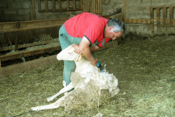 Tonte des moutons