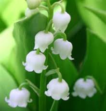 Randonnée Cueillette du muguet