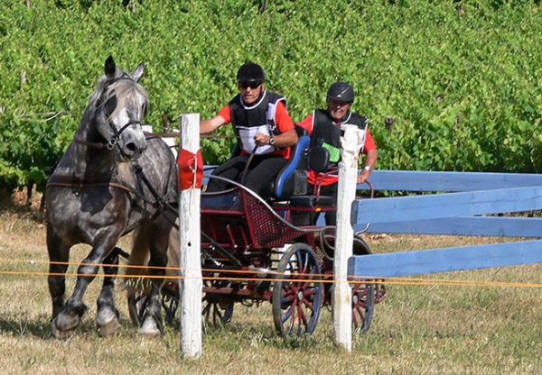 CONCOURS D'ATTELAGES A LA CAMPAGNE