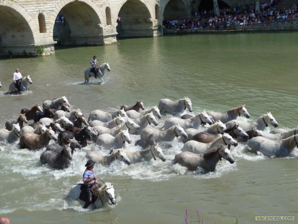 La gaze des chevaux et des taureaux