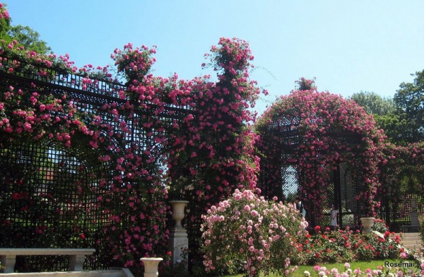 roseraie de l Hay les Roses /sceaux