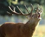 Brame du cerf