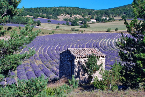 LA PROVENCE Parfums d€Azur