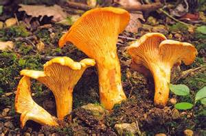 Randonnée ou journée champignons