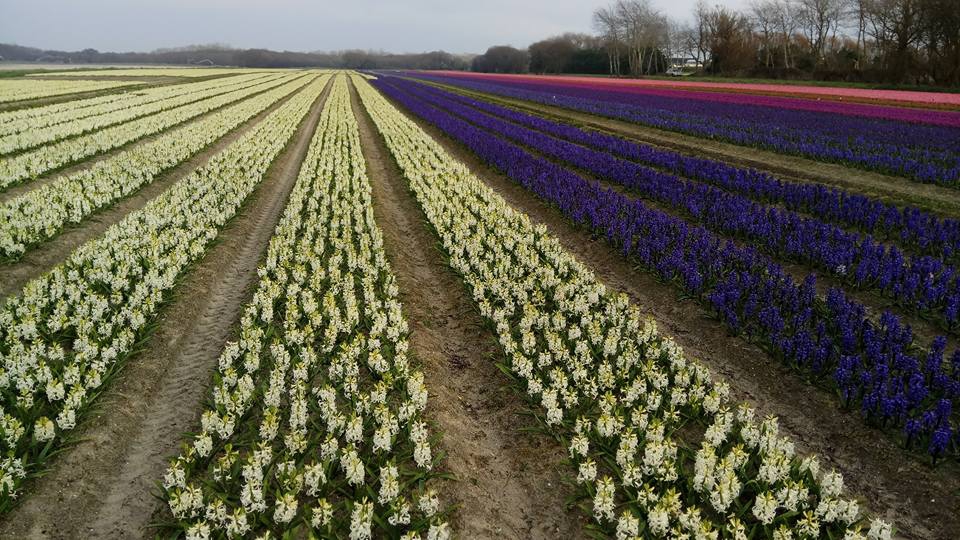 la fête des fleurs à la pointe de la torche