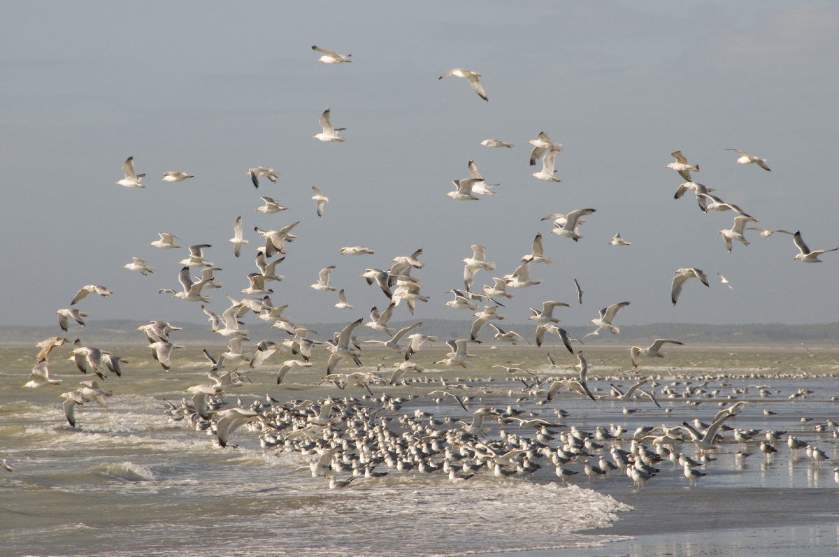 A la Rencontre des Hôtes de la Baie de Somme
