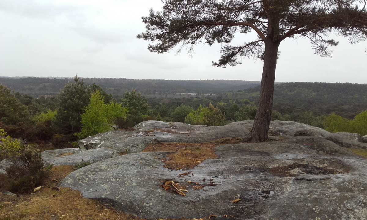 Balade au Mont Aigu, forêt de Fontainebleau