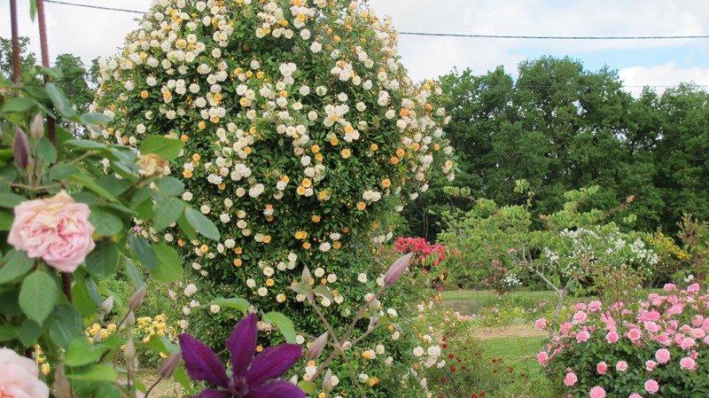 Jardin Pimpinellifolia à St Aubin de Cadalech (24500)