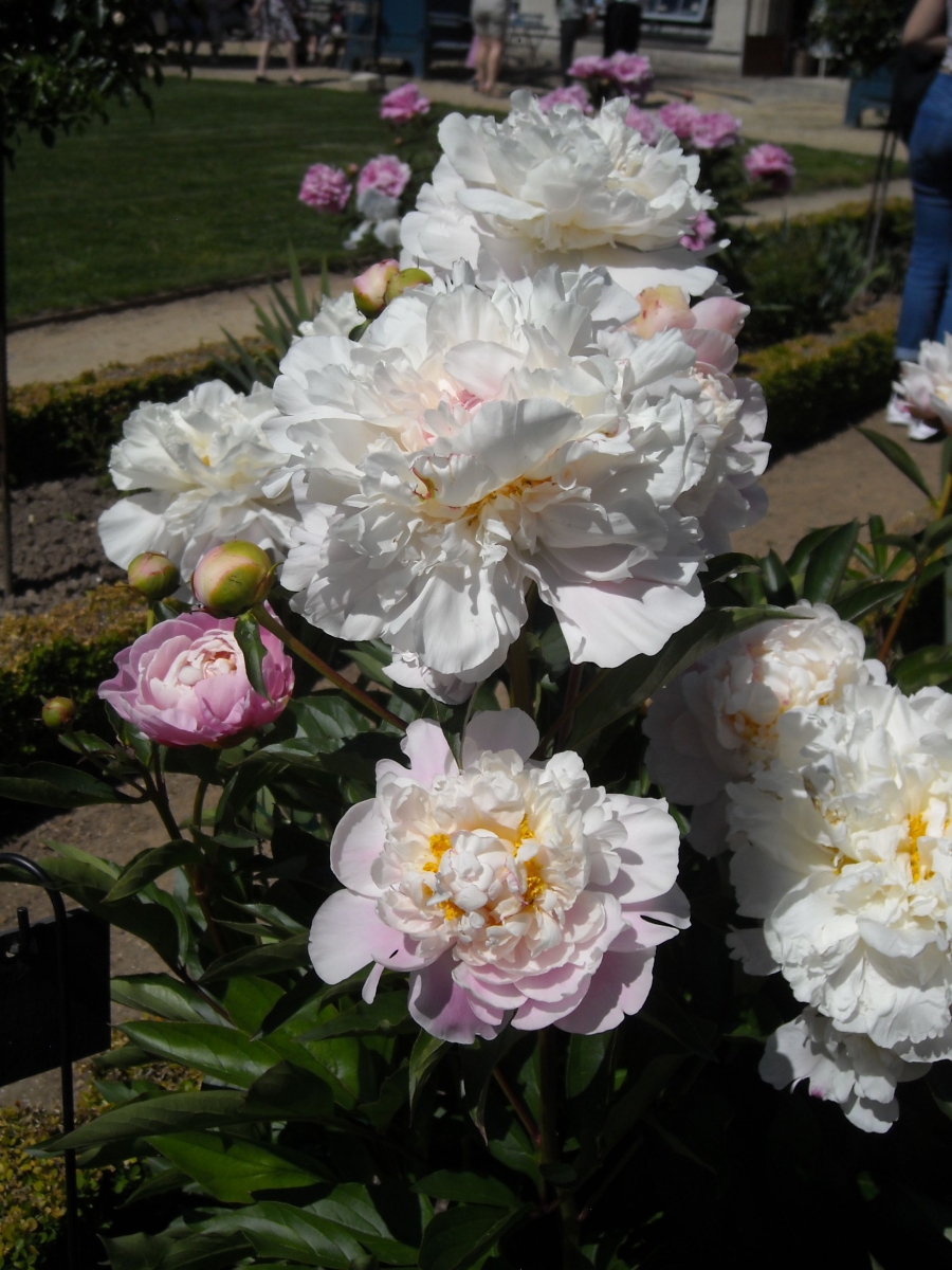 Promenade à la Roseraie