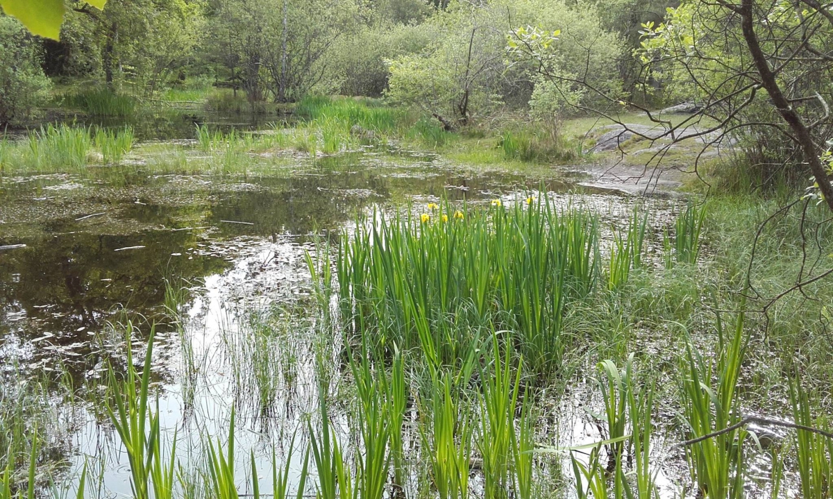 Balade à la mare aux Fées, forêt de Fontainebleau