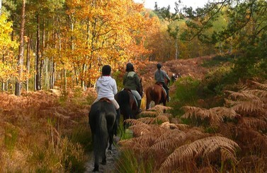 Balade à cheval en forêt de Fontainebleau