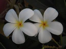 Forum de la deuxième jeunesse