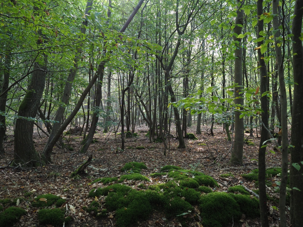 Longue marche paisible en Forêt de Sénart