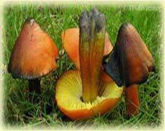 Sortie champignons : initiation