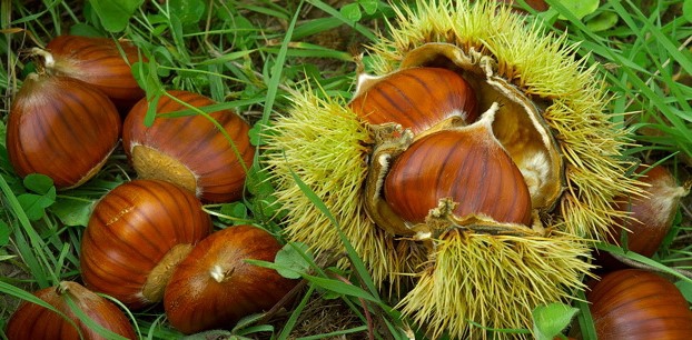 Chataignes en forêt bis
