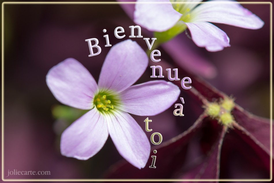 Accueil des nouveaux