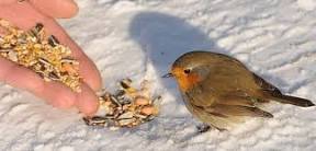 Sortie nature, les oiseaux se nourrissent en hiver.