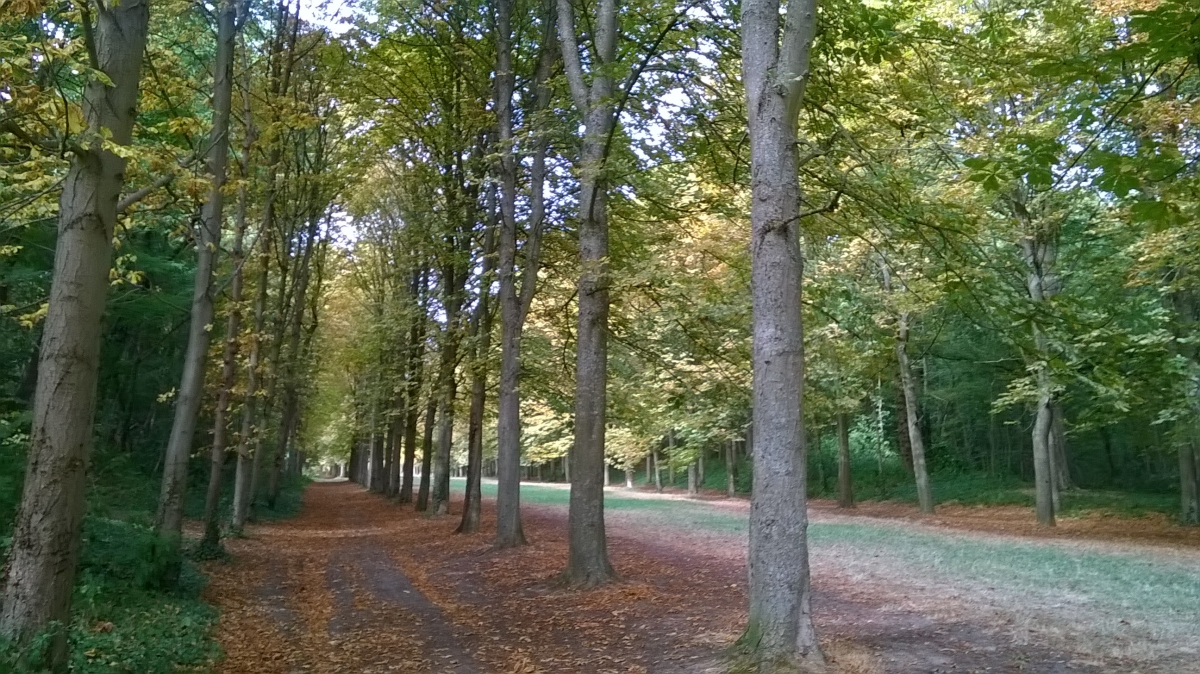Balade en forêt de Saint Germain en Laye