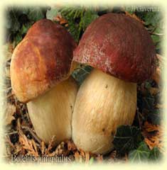 Les champignons du département