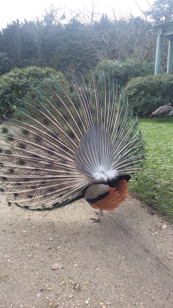Initiation marche nordique dans le bois de Boulogne