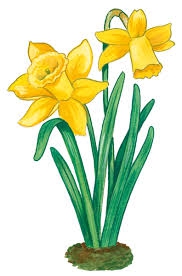 cueillette de jonquilles
