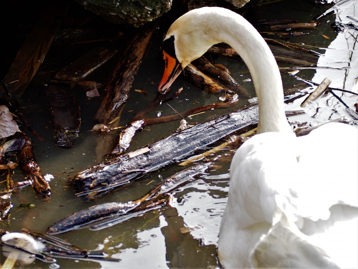 VISITE PARC HORNITOLOGIQUE et CITE MEDIEVALE