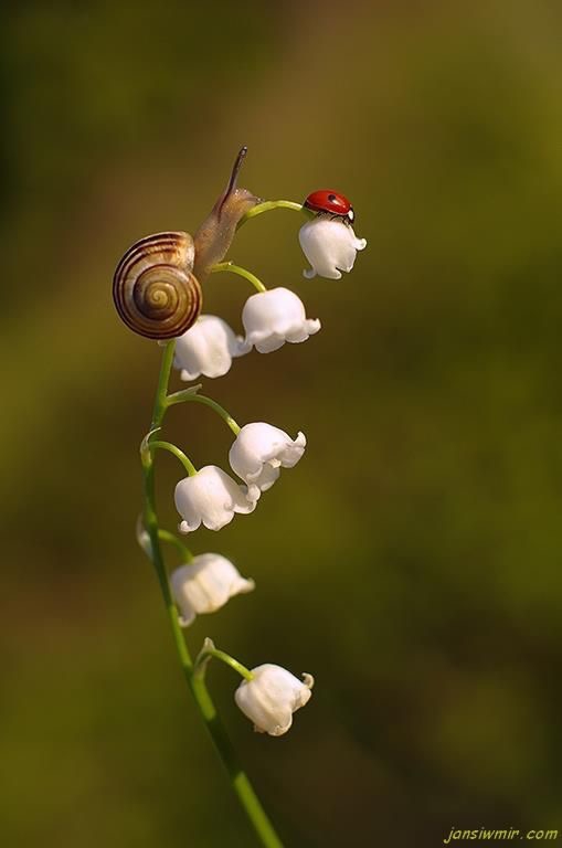 Randonnée Aubigné sur Layon