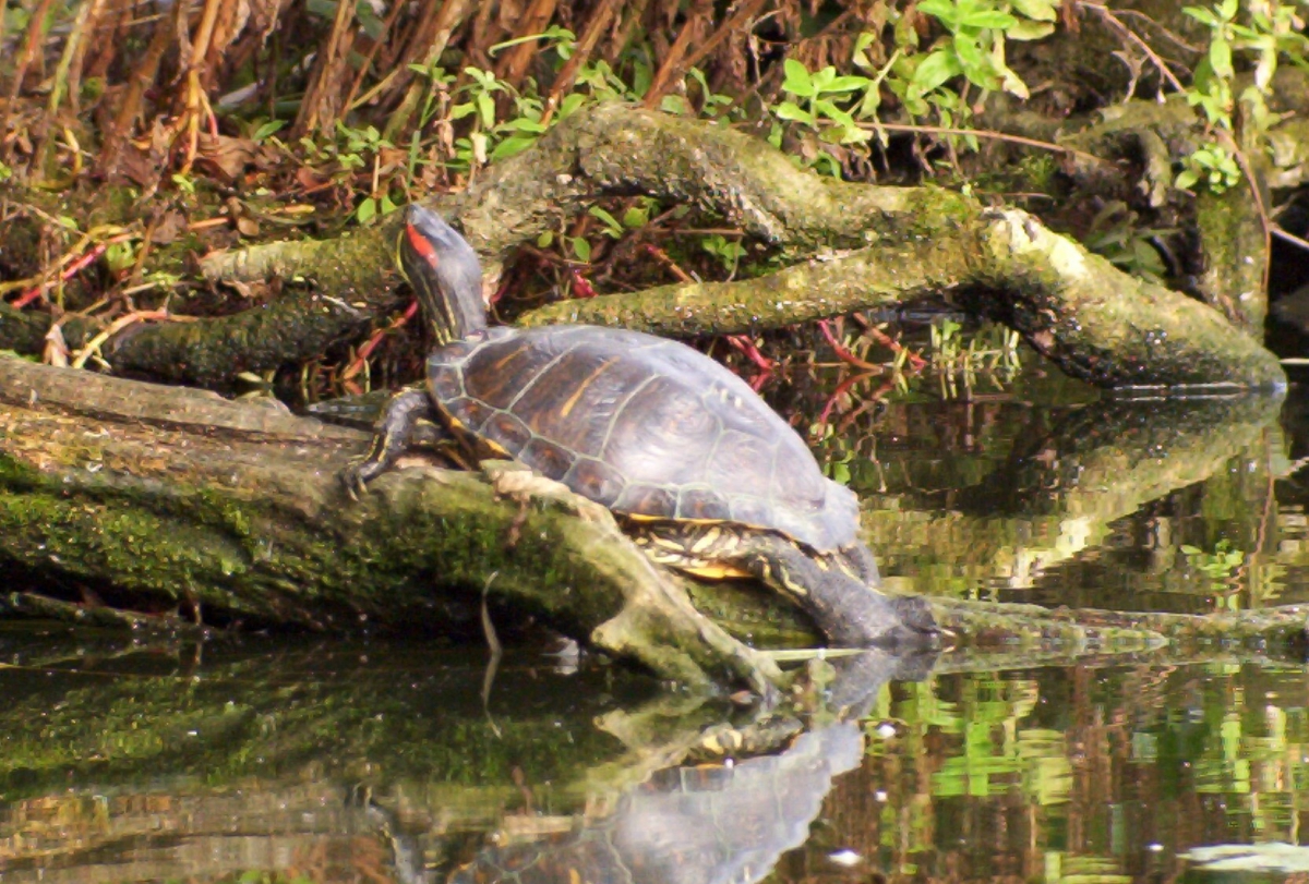 Découverte muséologique et pédestre du marais Audomarois.