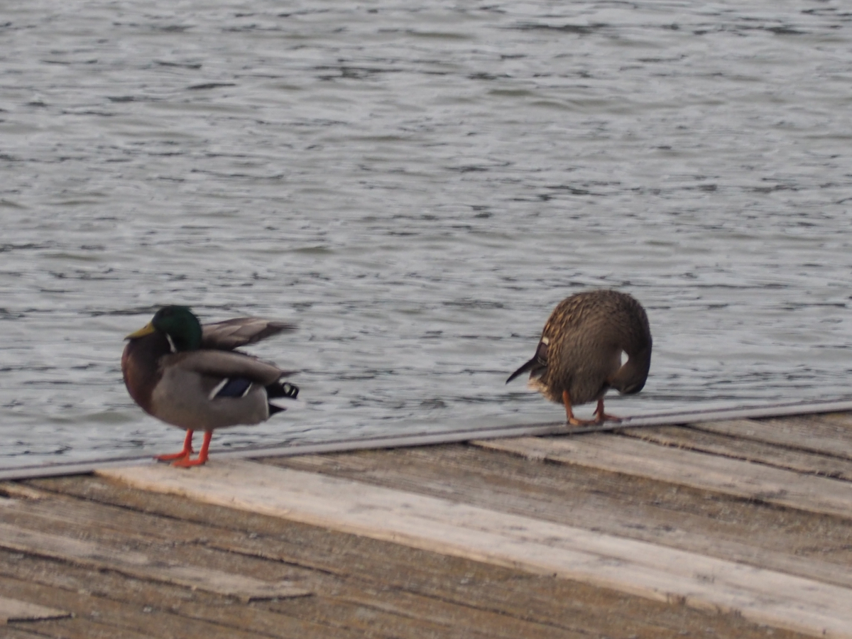 MARCHE autour des berges du RHONE