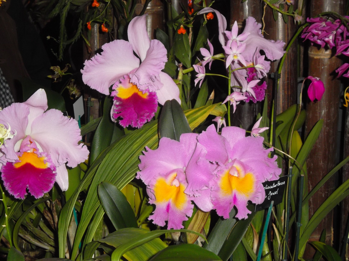 Exposition internationale d'orchidées à Wallers