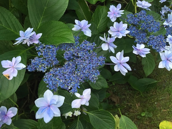 FETE DES PLANTES