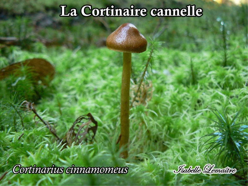activité mycologique et resto