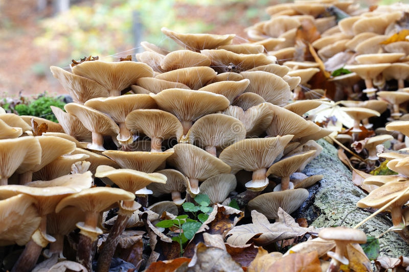 mycologie
