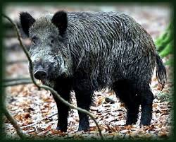 Pavés de sanglier à la braise...