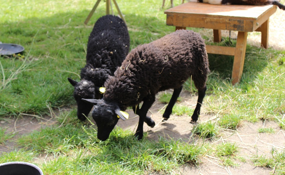 La Ferme Tiligolo pour les petits