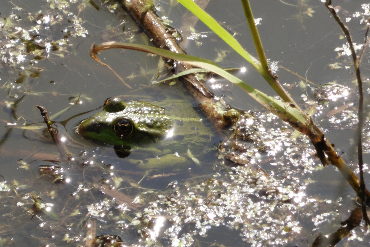 Découverte des mares de Bergues et de leurs animaux