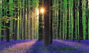 Balade randonnée Foret de Hal (Bruxelles)