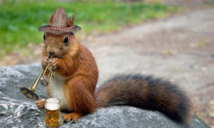 Les écureuils du lac de Maine