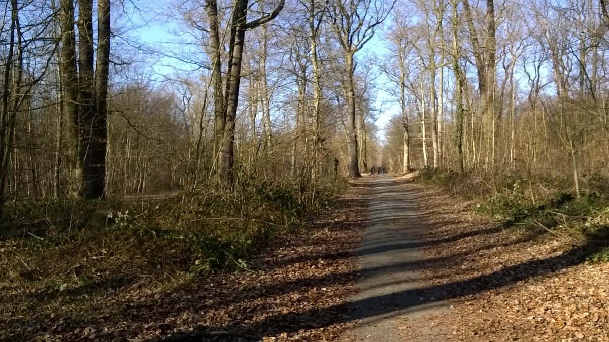 Balade en forêt St Germain