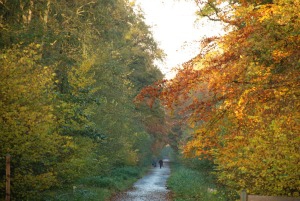 Marche 8 km  Forêt de Saint-Amand