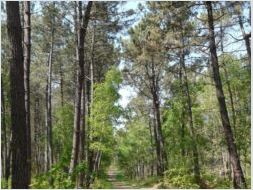 Balade en Forêt de Chambiers - Barbecue à la campagne