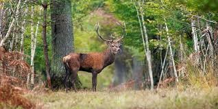 Brame du cerf en forêt de Brocéliande