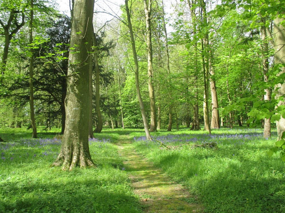 Randonnée en forêt verte
