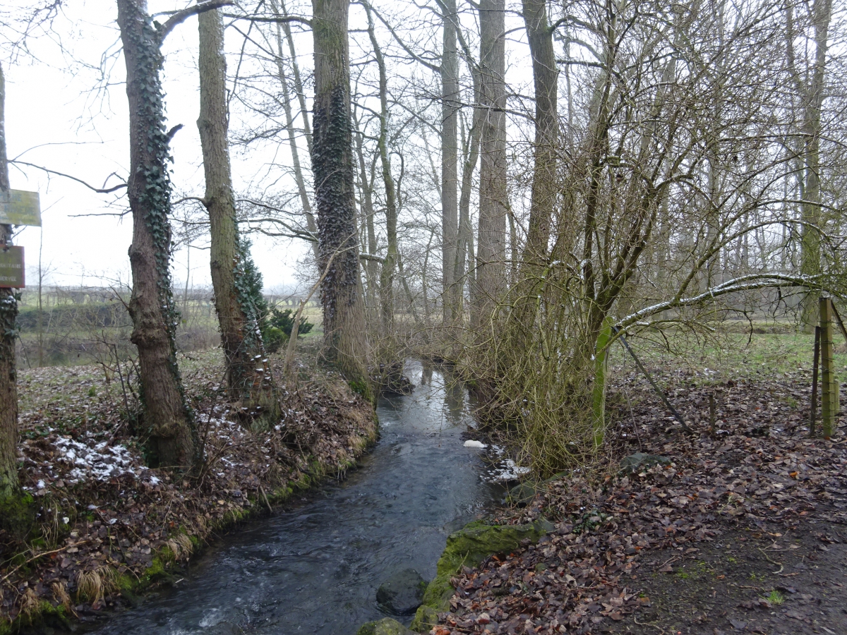 Marche : circuit des fleurs champêtres