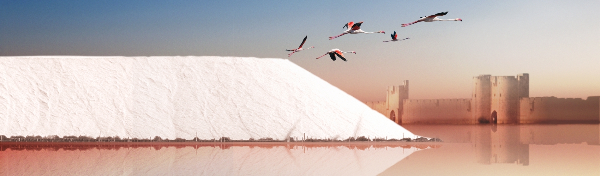 Visite du Salin d'AIGUES MORTES