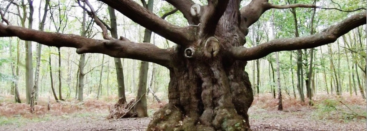 RANDO FORET BARDOUVILLE